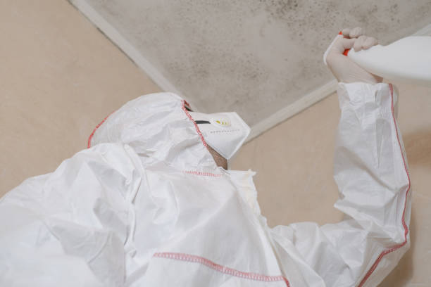 Best Mold Removal Company Near Me  in Laurel Lake, NJ