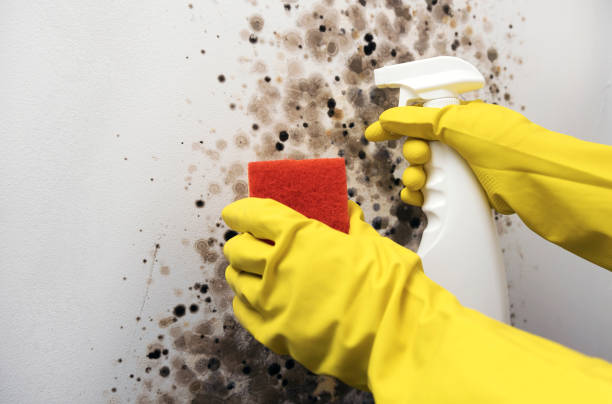 Best Professional Mold Removal  in Laurel Lake, NJ